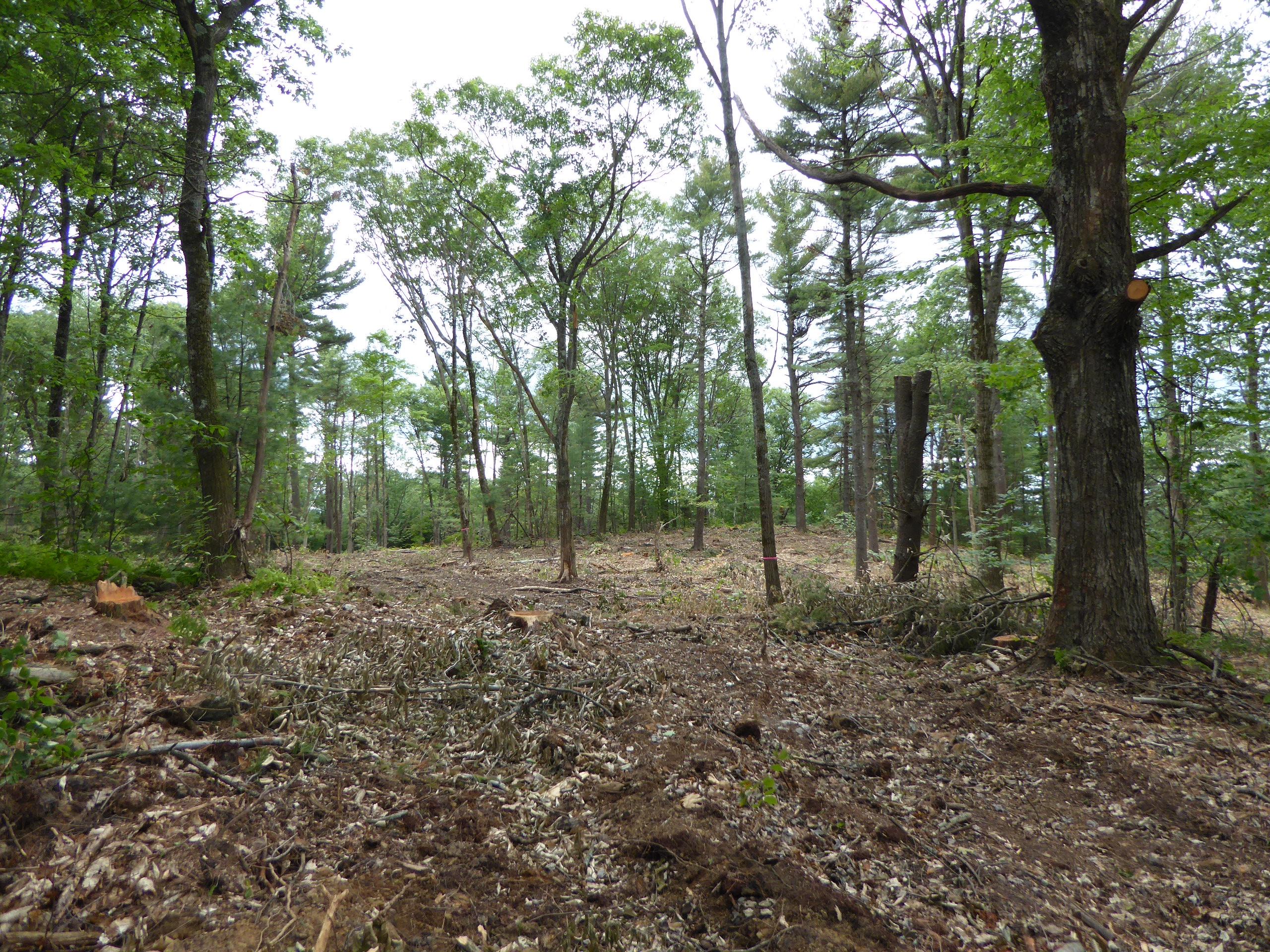 Shelterwood harvest on Taves Forest in Roxbury.