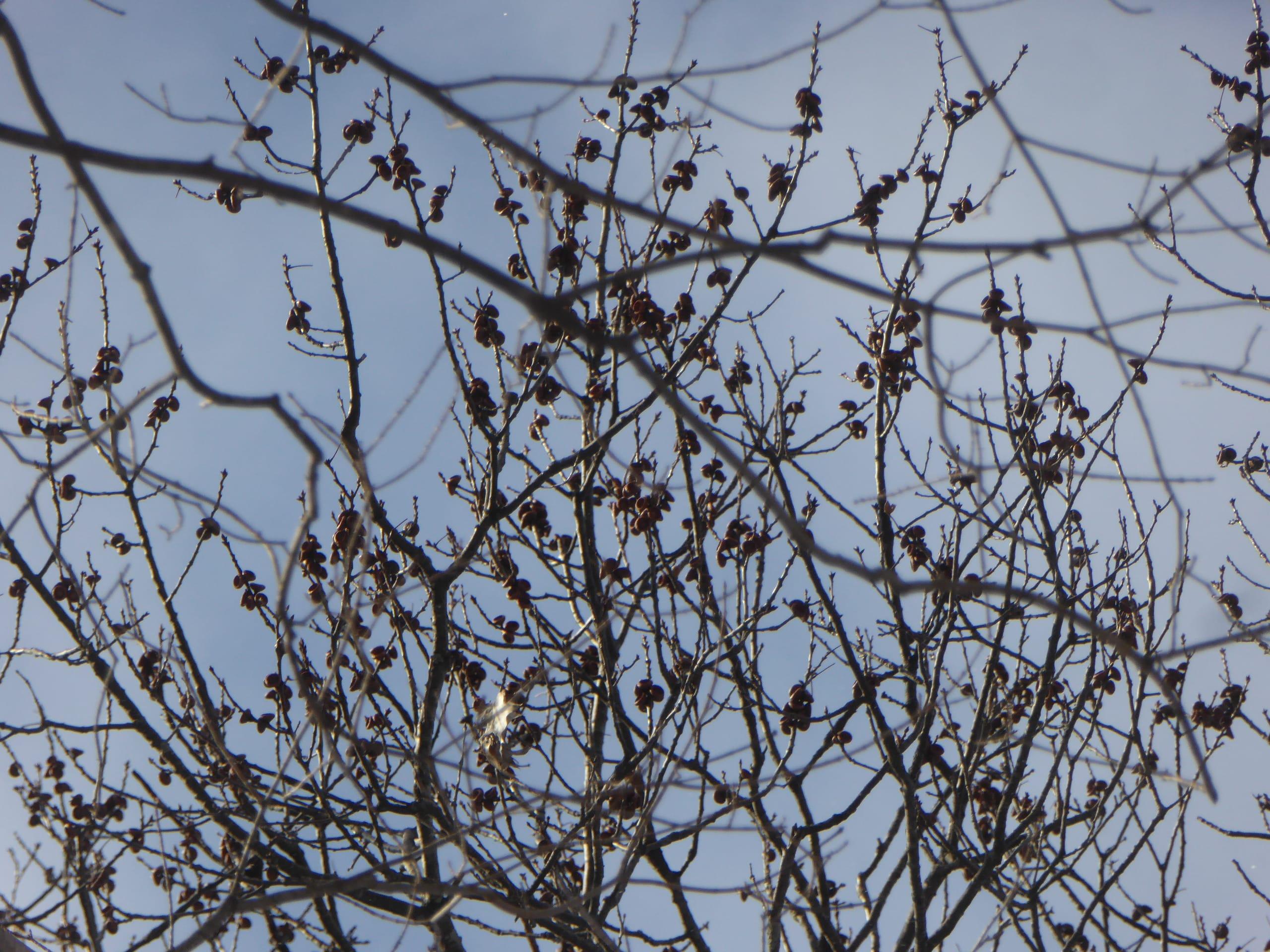 Red oak acorn caps on trees are evidence of the heavy crop of last fall.