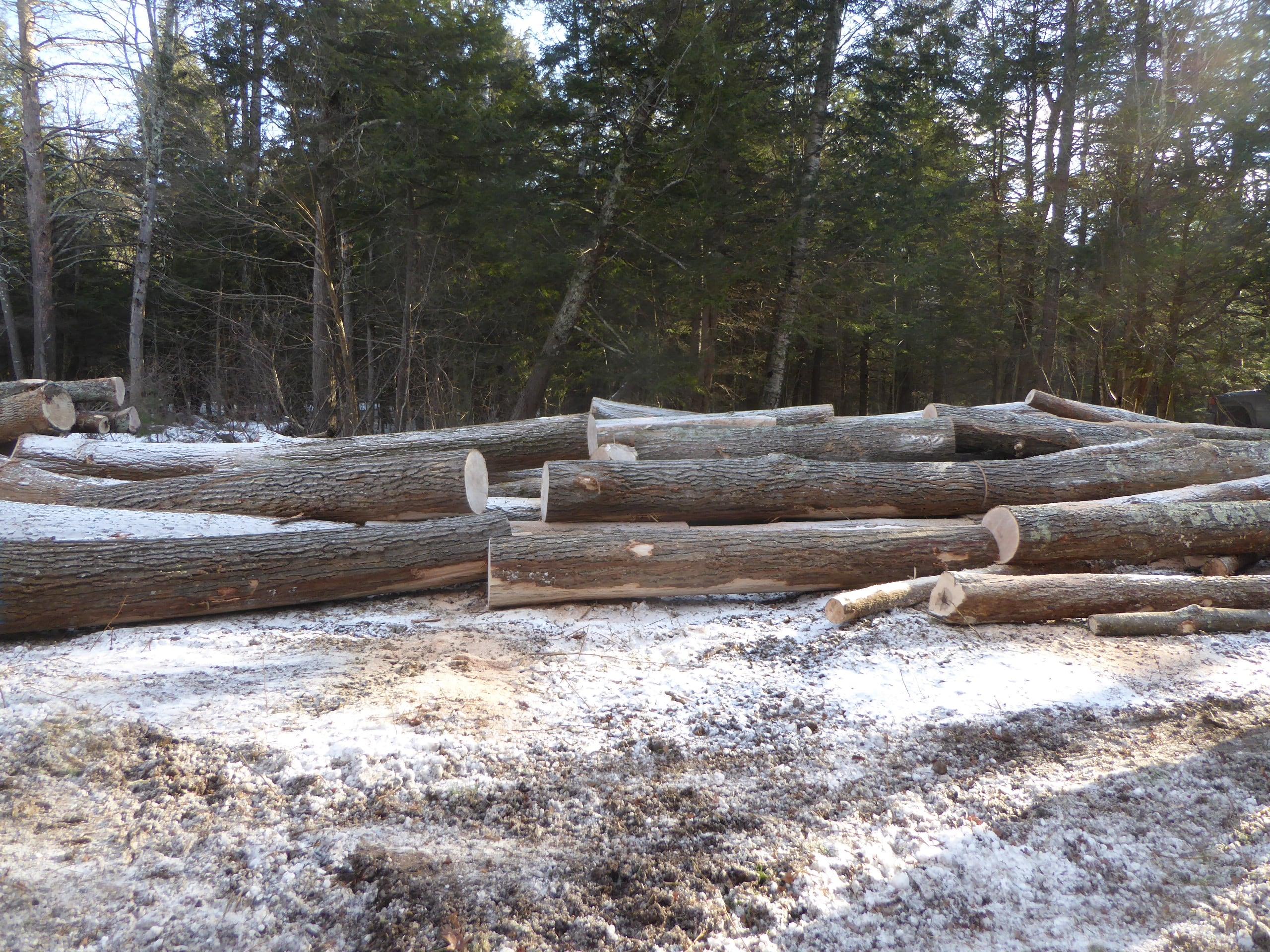 Hardwood logs on the landing are cut into sections to be trucked to Cersosimo Lumber in Brattleboro, VT.