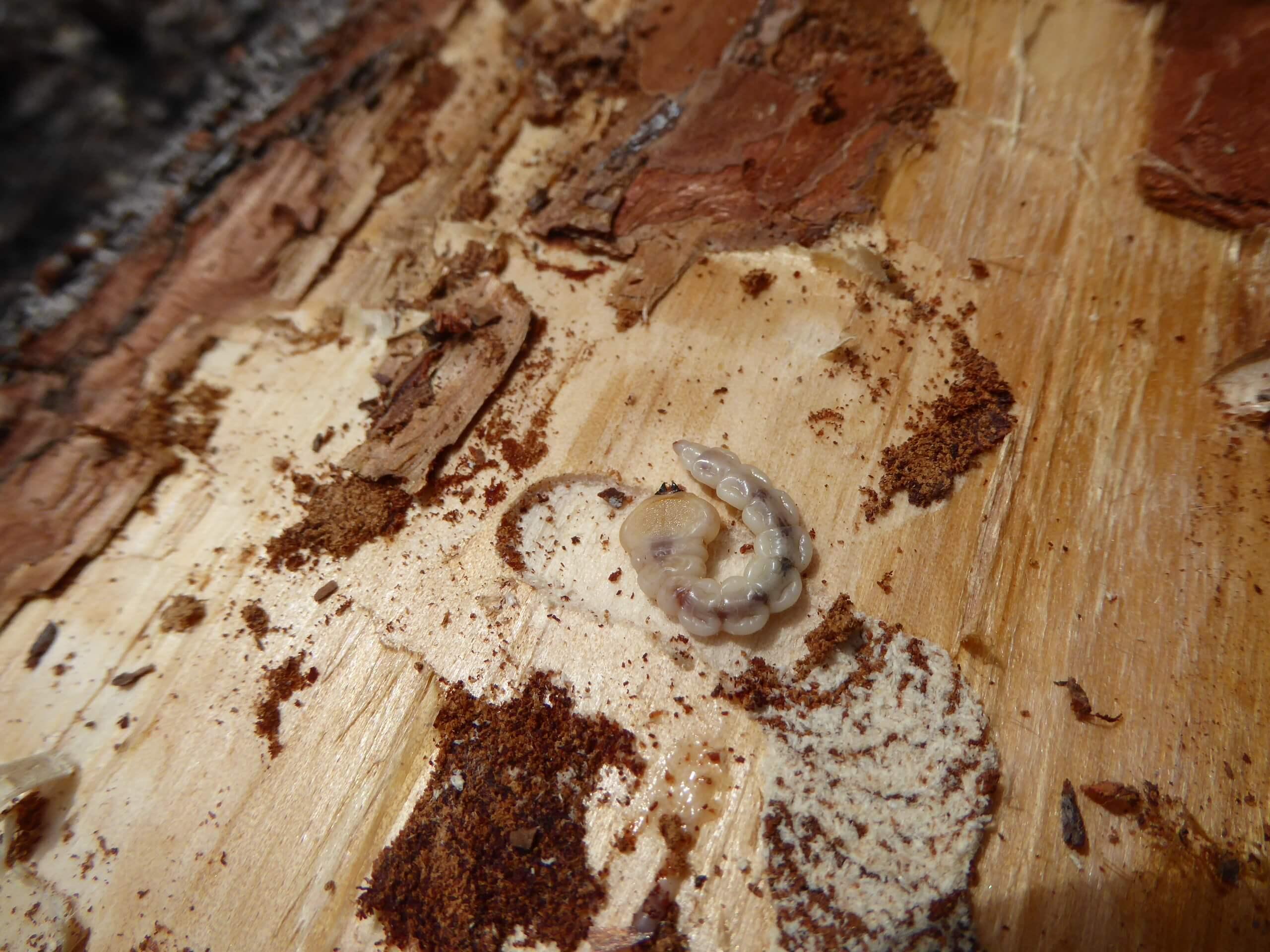Pine sawyer larva.  Forest Society photo.