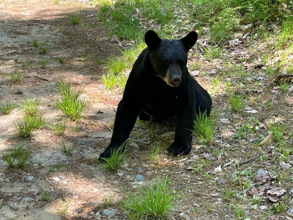 sleek black yearling bear close-up photo in dappled sunlight 