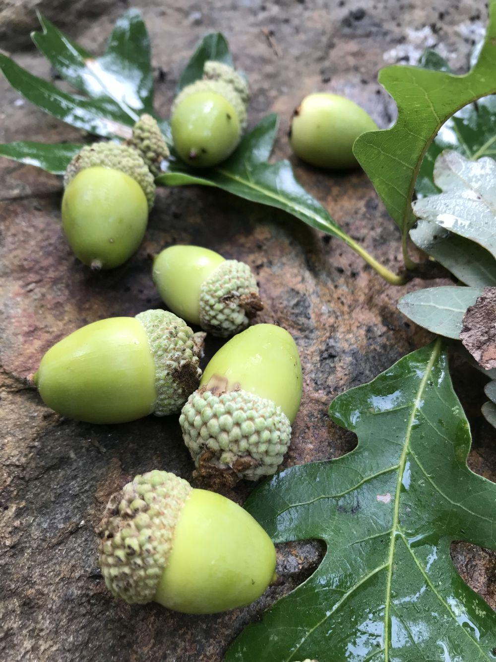 bright green acorns and caps of white oak acorns arrayed on a backgound of familiar white oak leaves with rounded lobes