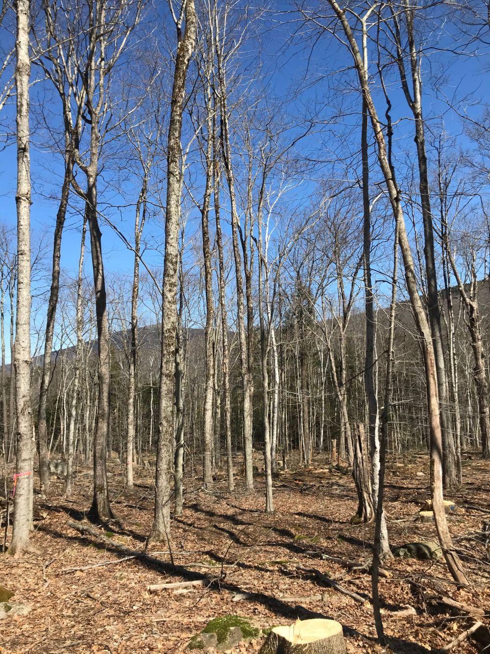 Thin trees with the summit of Gap Mountain behind.