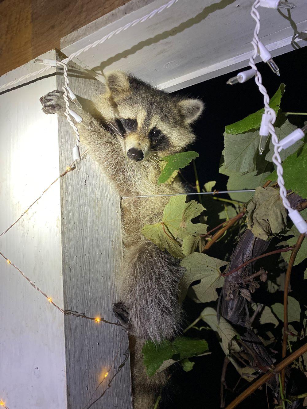 Nighttime image of raccoon in grape vines overhanging front porch