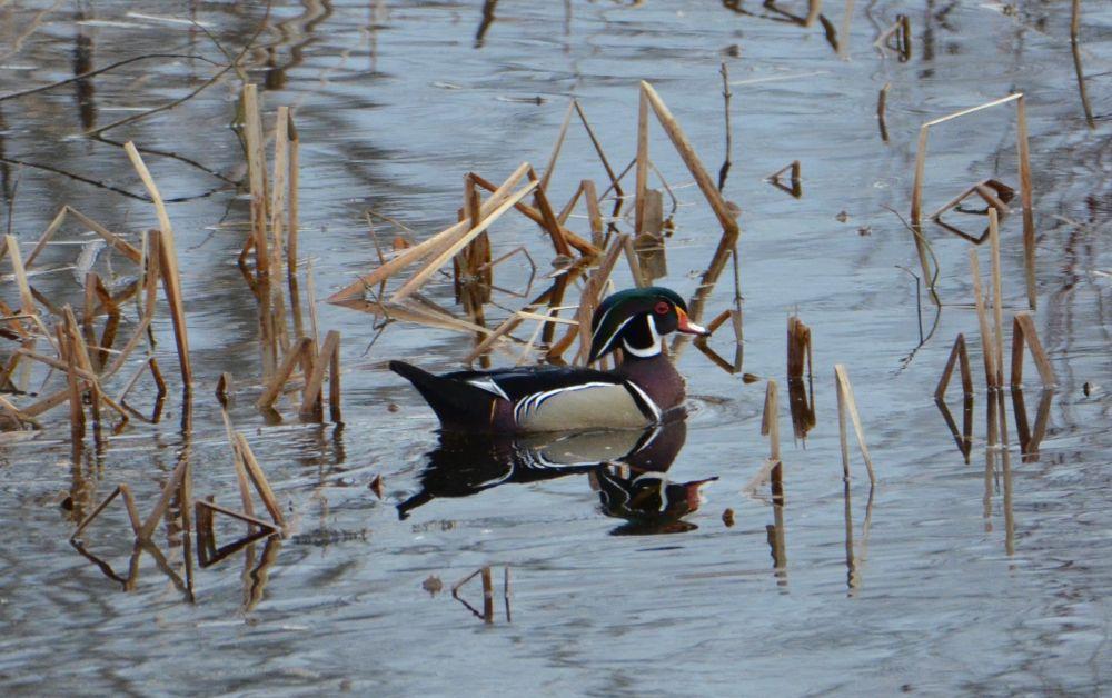 A colorful wood duck drake on top of water.