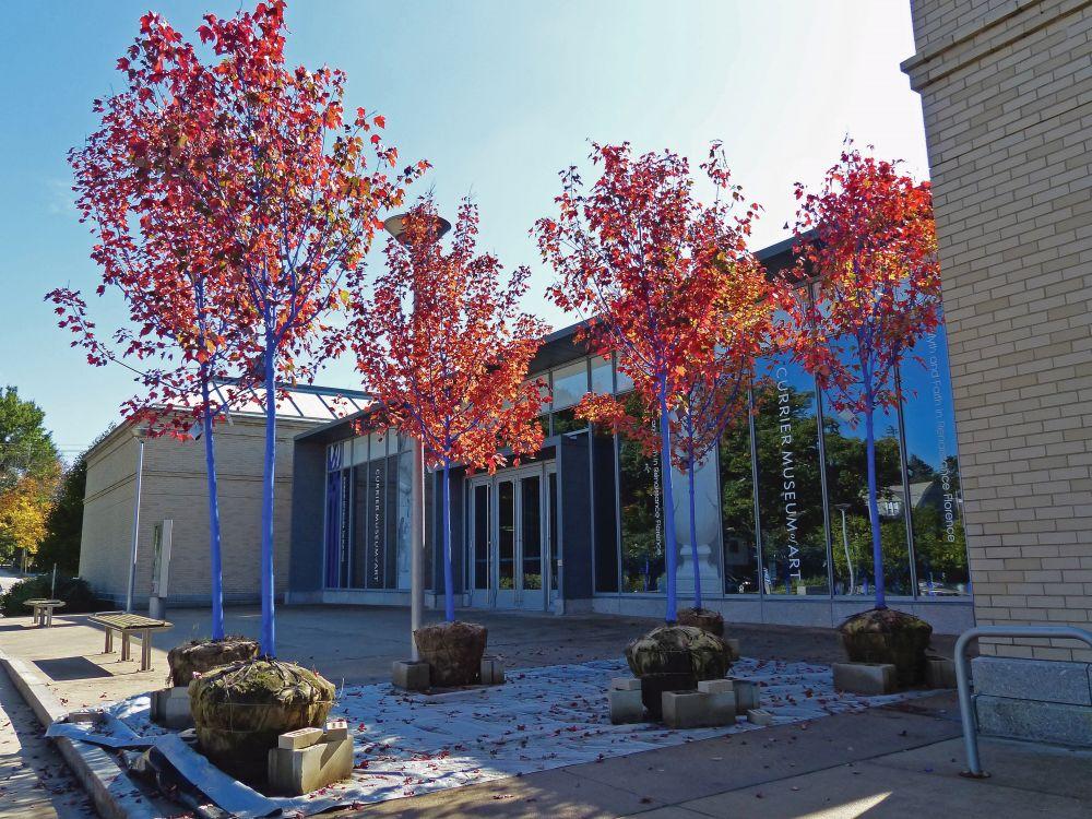 The trunks of trees, with orange leaves, are painted blue at the entrance of the Currier Museum.