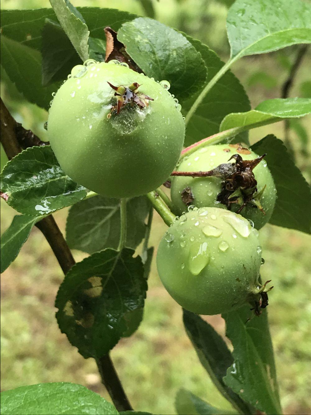 Green apples glisten with morning dew.