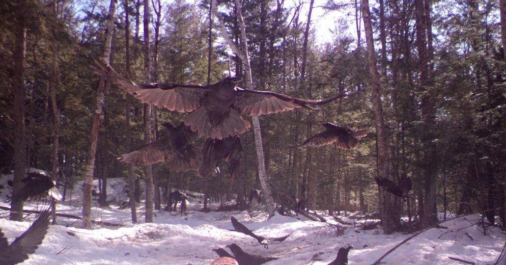 A raven flies above the snow with other birds clammoring.