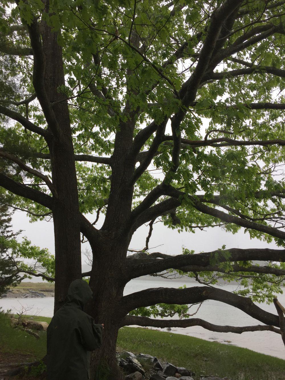 Red oak at Creek Farm. Photo DA