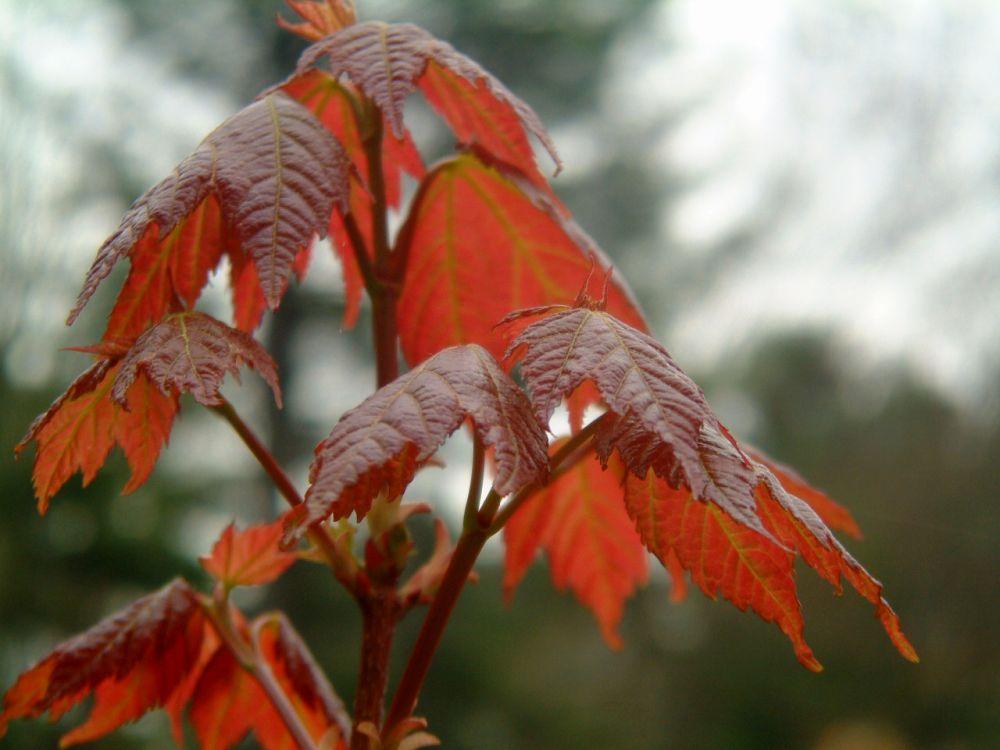 Red maple spring leaves. Photo Dave Anderson