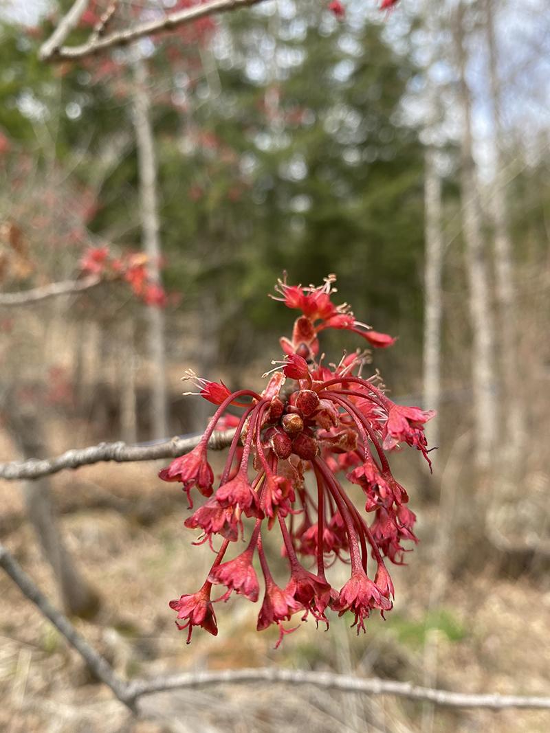 A closeup of male red maple flowers under female flowers.