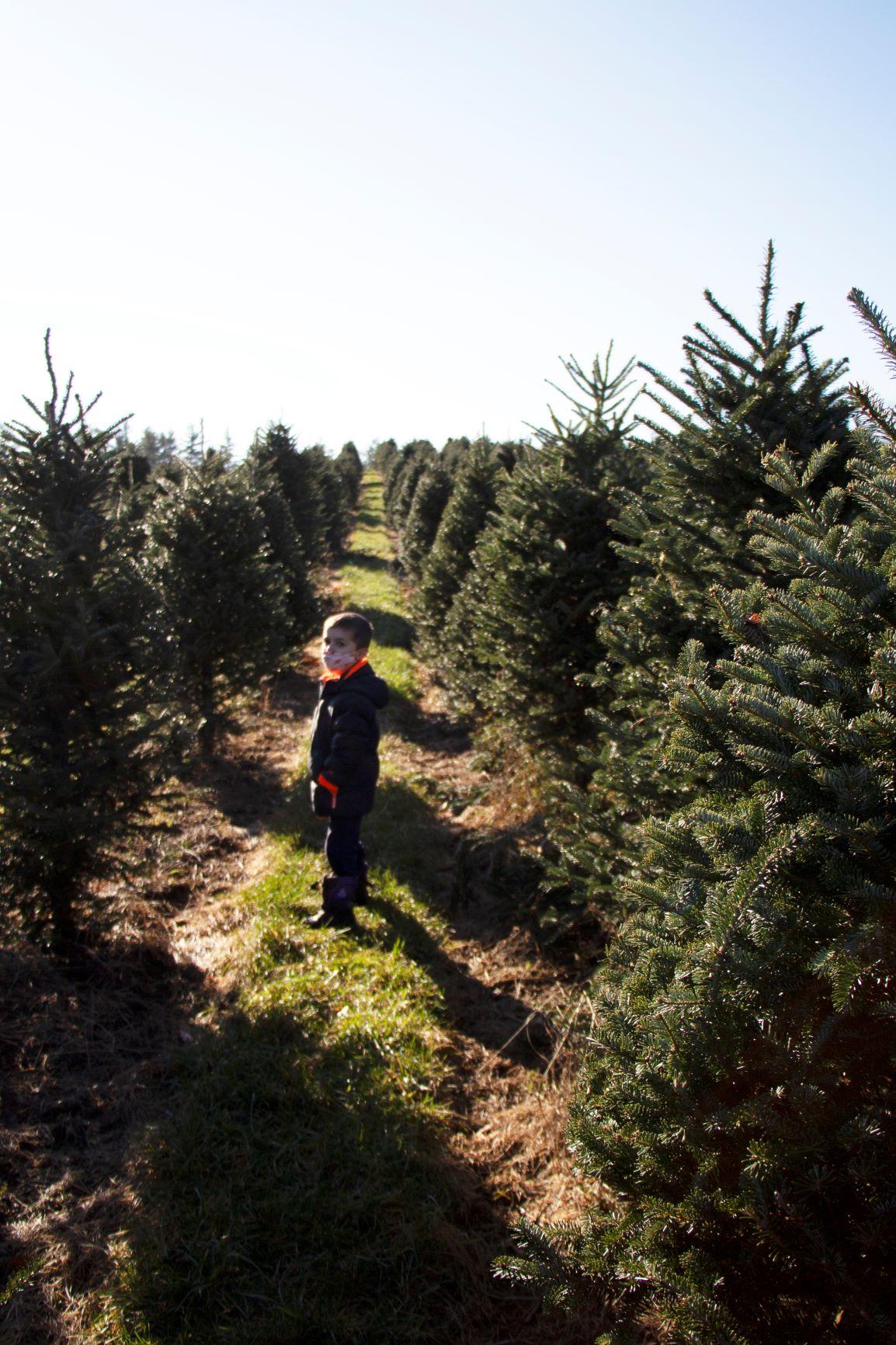 A young boy stands between rows of firs at The Rocks.