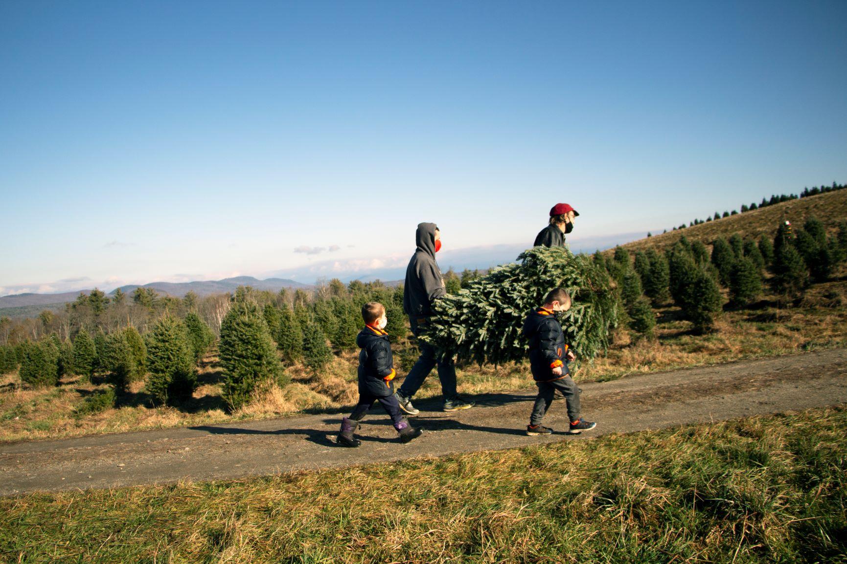 A family carries a freshly cut Christmas tree in from the fields at The Rocks.