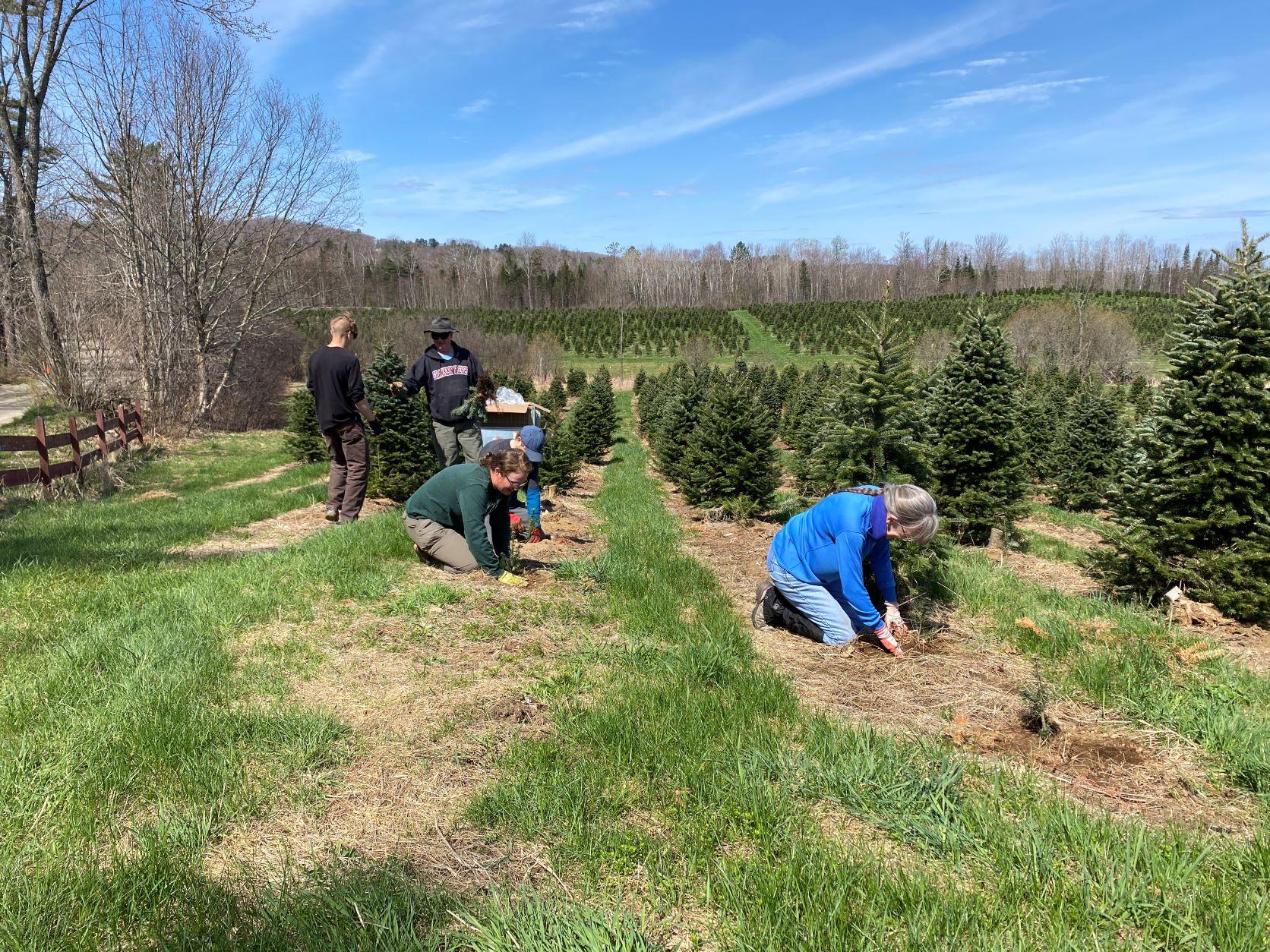 Volunteers plant Canaan fir seedlings by hand.