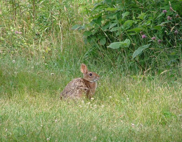 A cottontail rabbit in a green field.