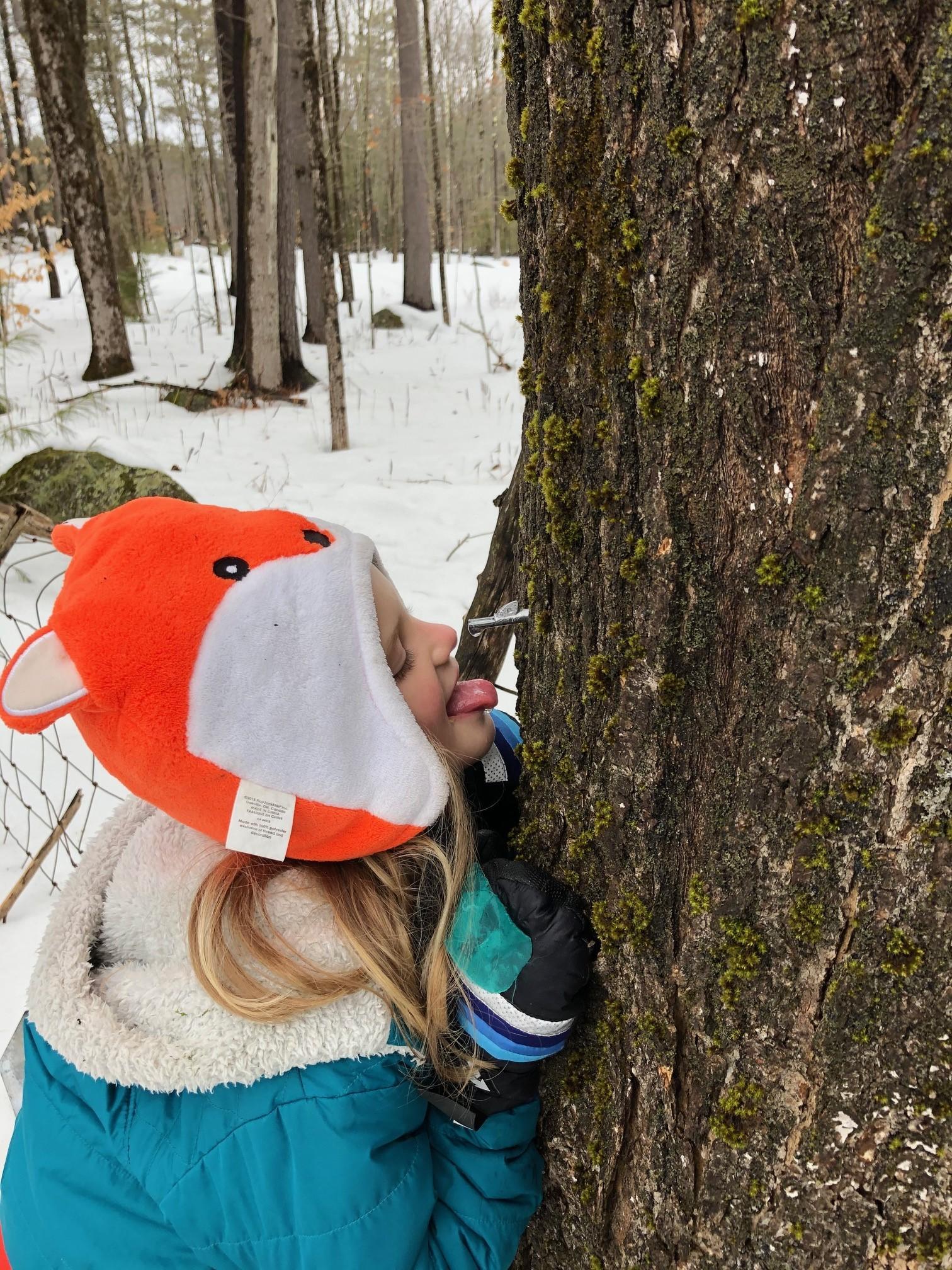 A girl sticks her tongue out under a steel tap for a taste of sap.