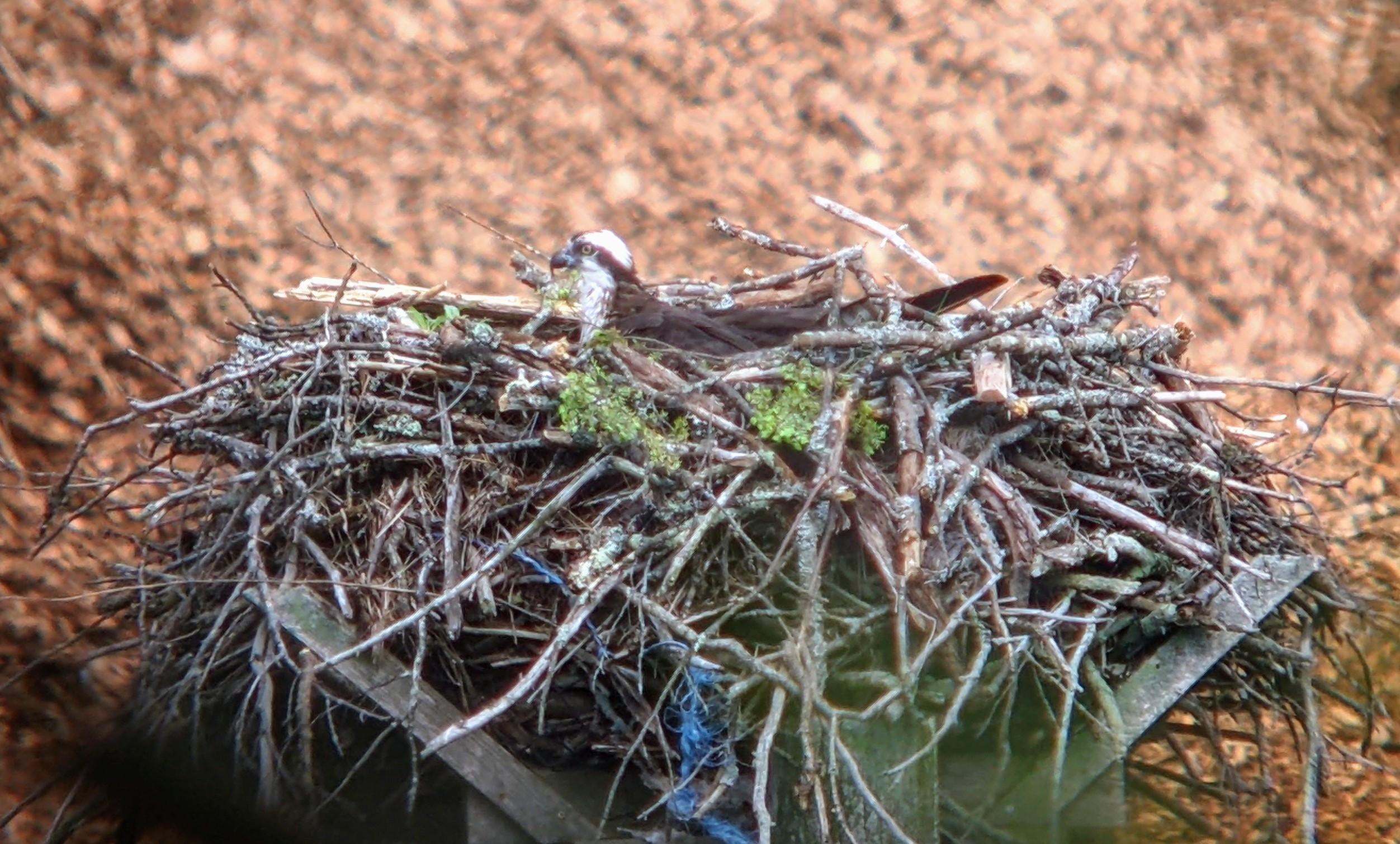 An adult female osprey guards her nest in the Lakes Region.