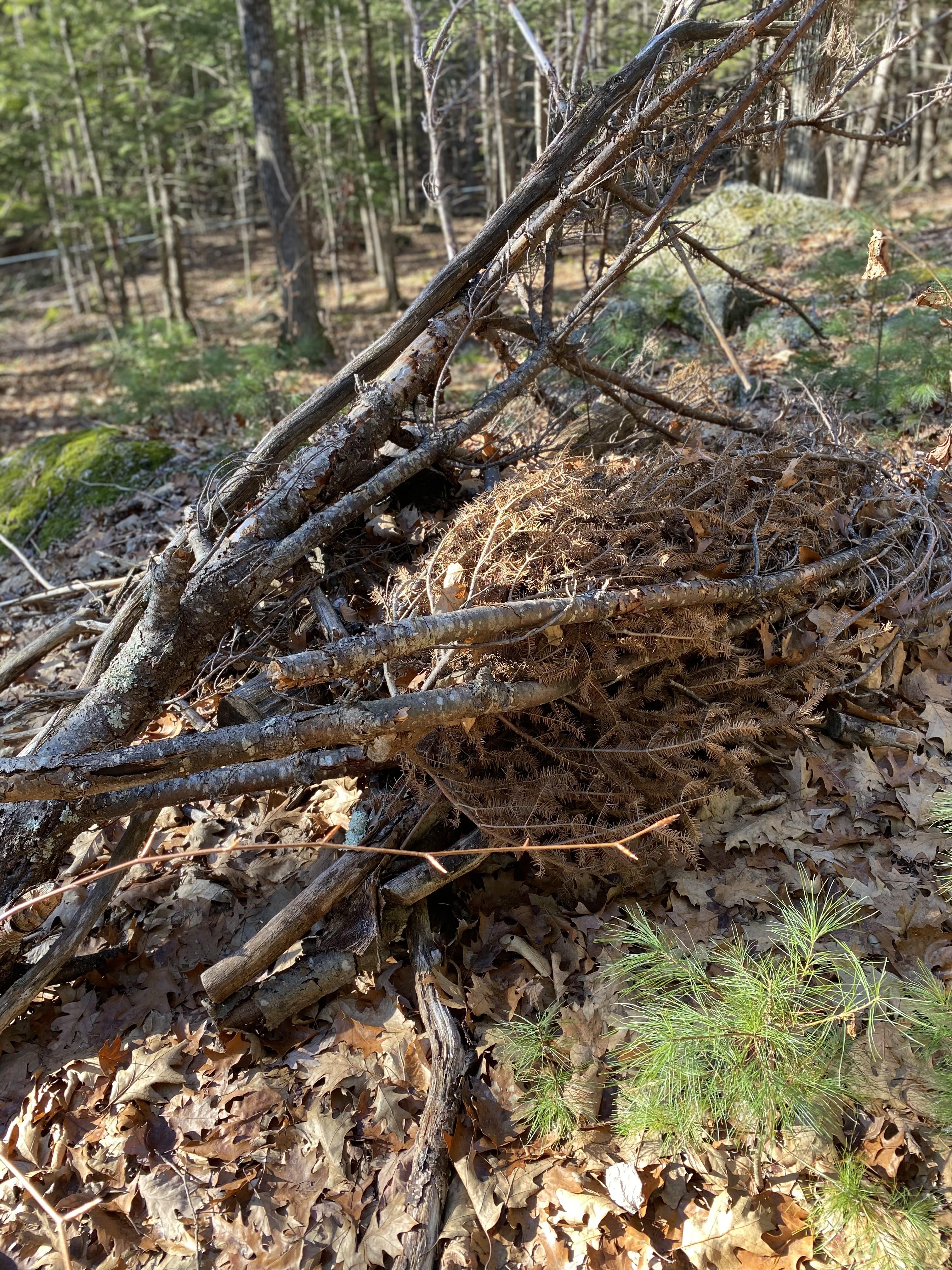 A brush pile with an old Christmas tree on top.