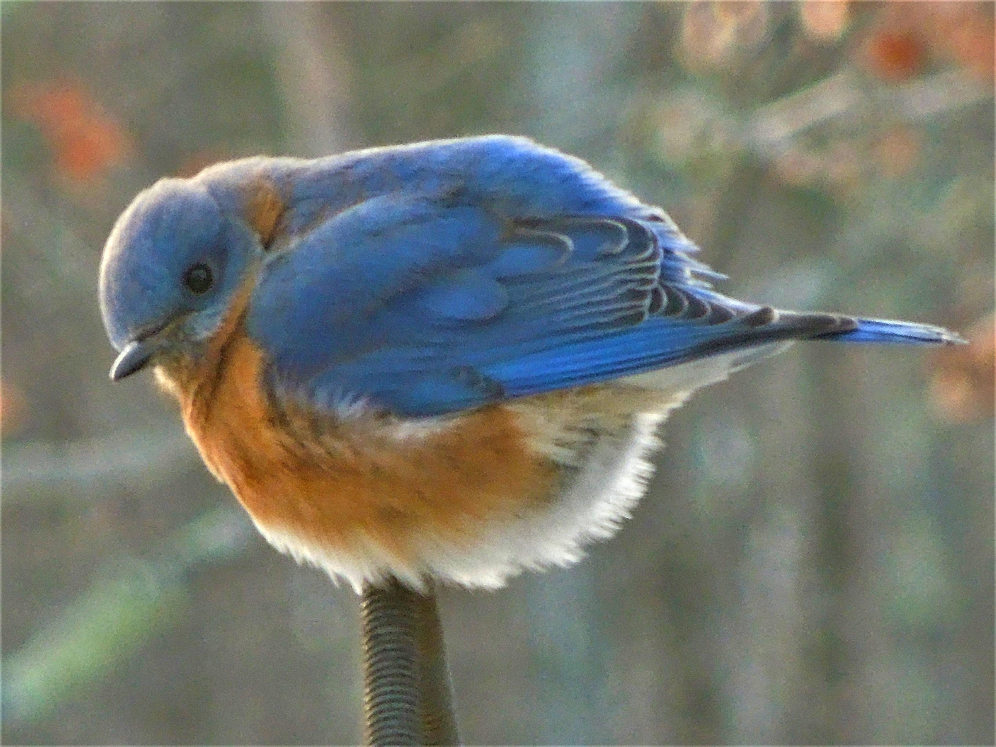 A bluebird perches on a branch in winter.