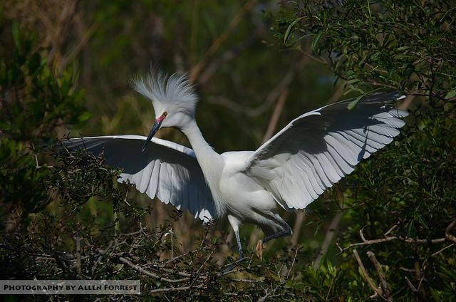 The snowy egret