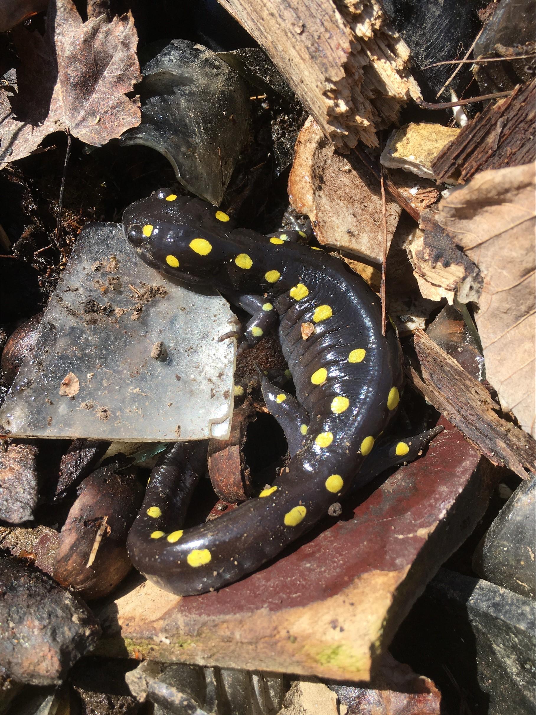 A spotted salamander in leaves.