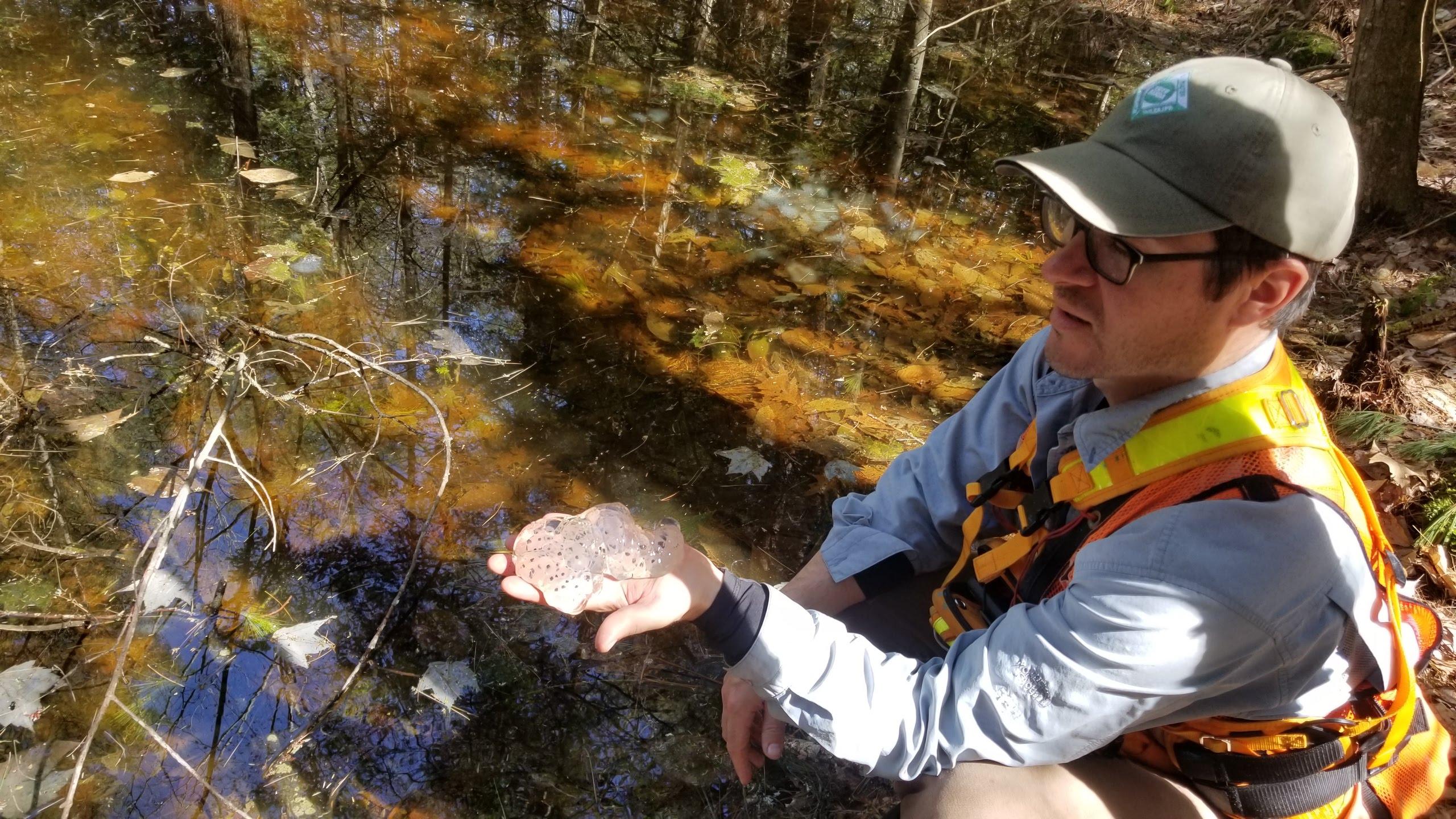 Field Forester Steve Junkin holds eggs laid in a vernal pool at Tebbetts Hill Reservation in Farmington.