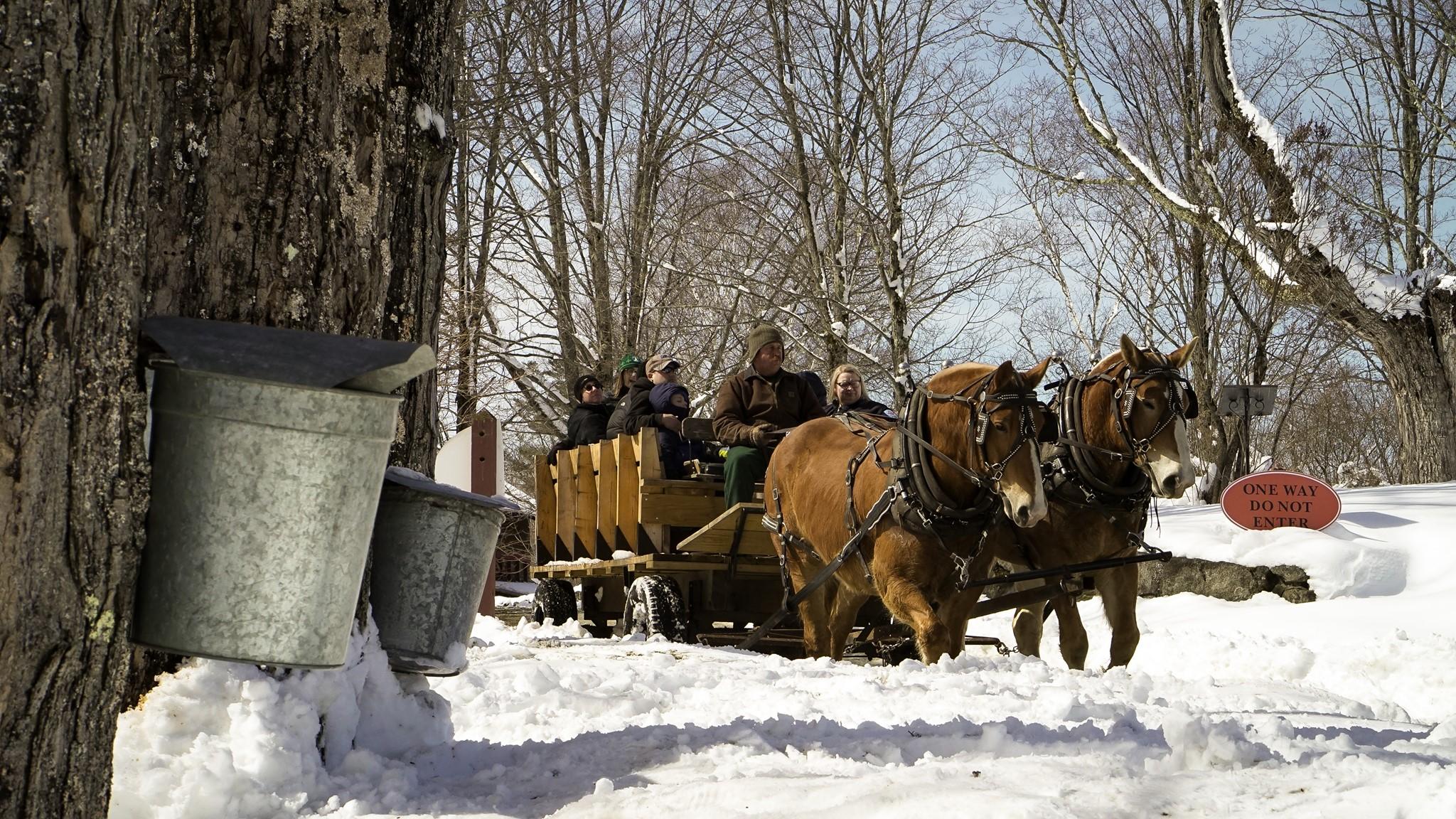 A horse-drawn wagon takes visitors past sugar maple trees with metal buckets gathering sap.