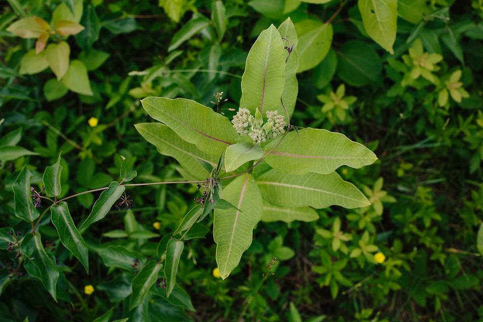 Black Swallowort SPNHF