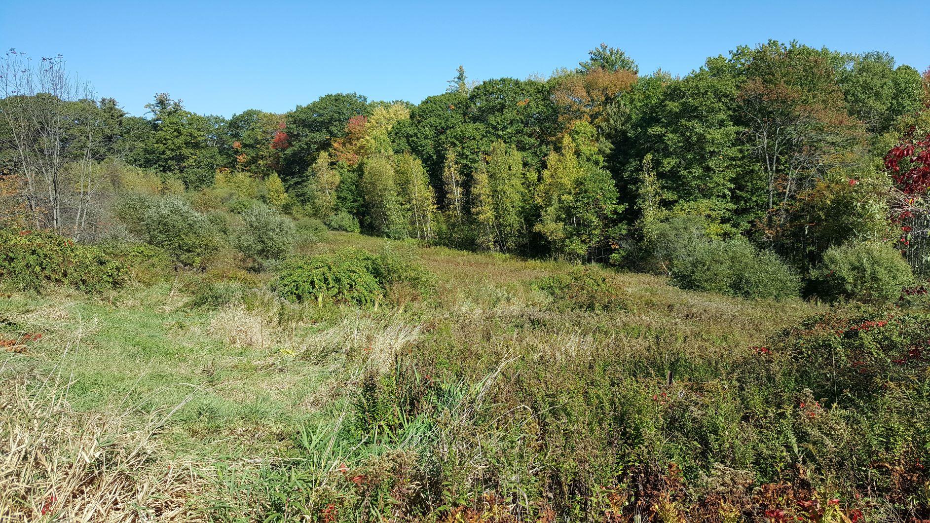 Looking out over a field with forest behind.