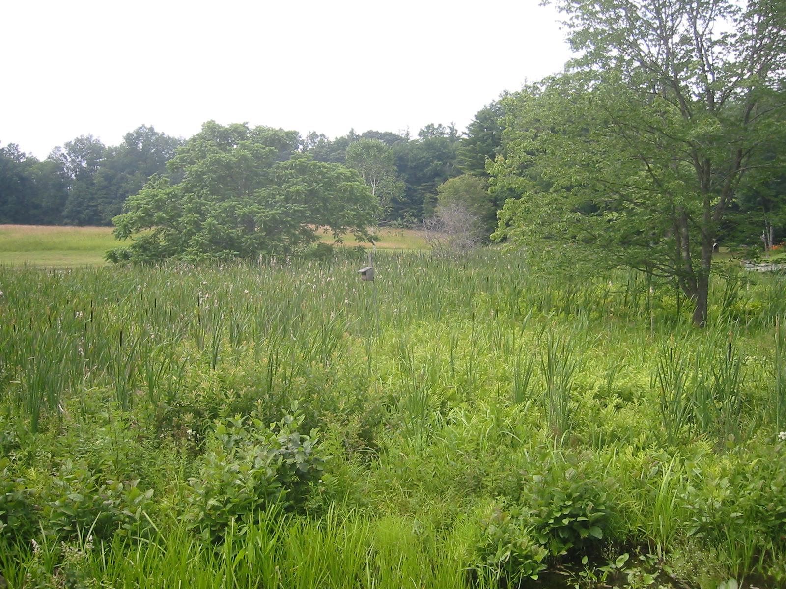 Spring wetland, cattails with blue sky surrounded by wood edge