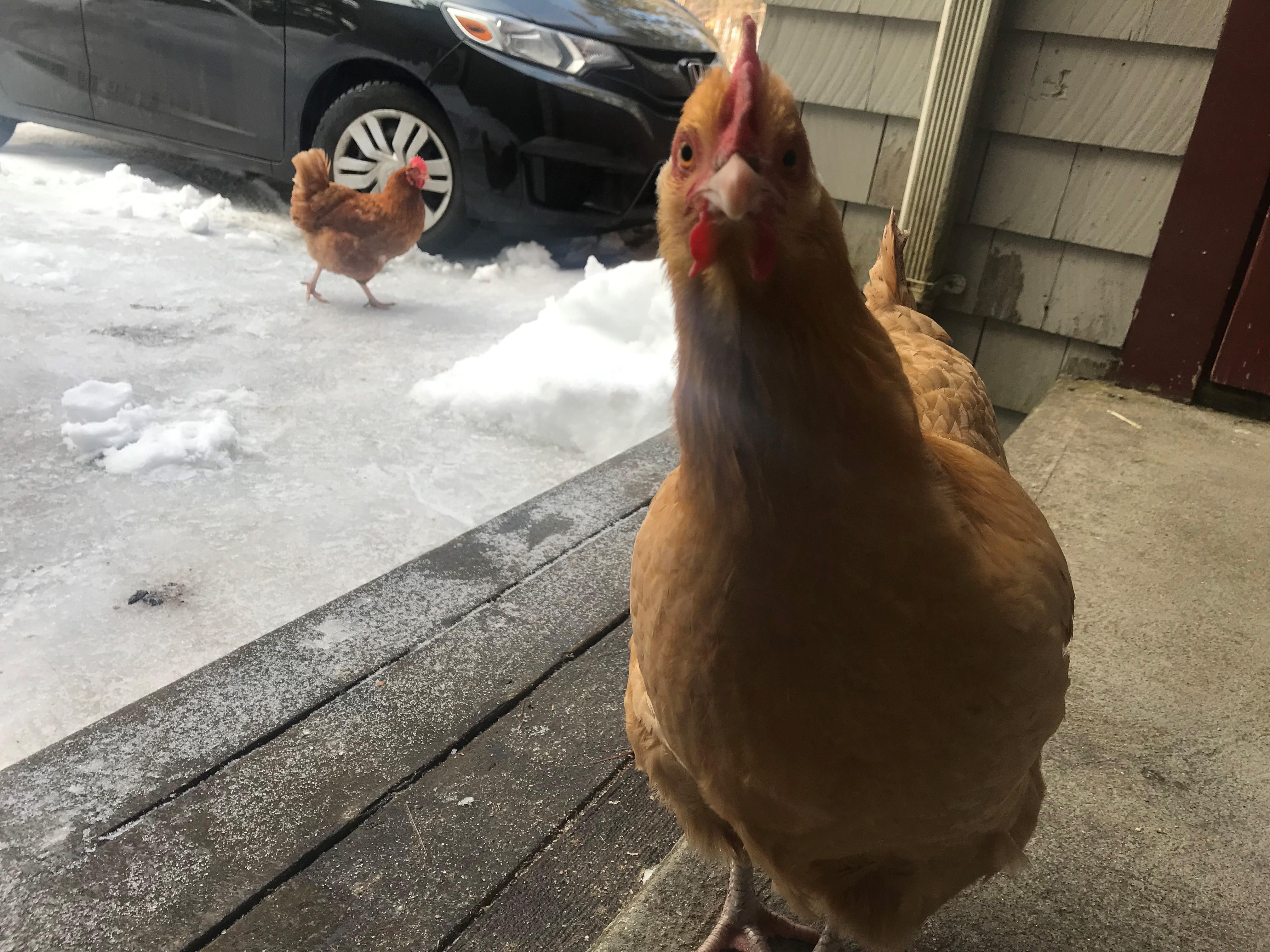 Chickens scatter on the snow.