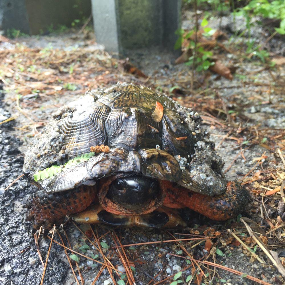 Wood turtle by Dave Anderson