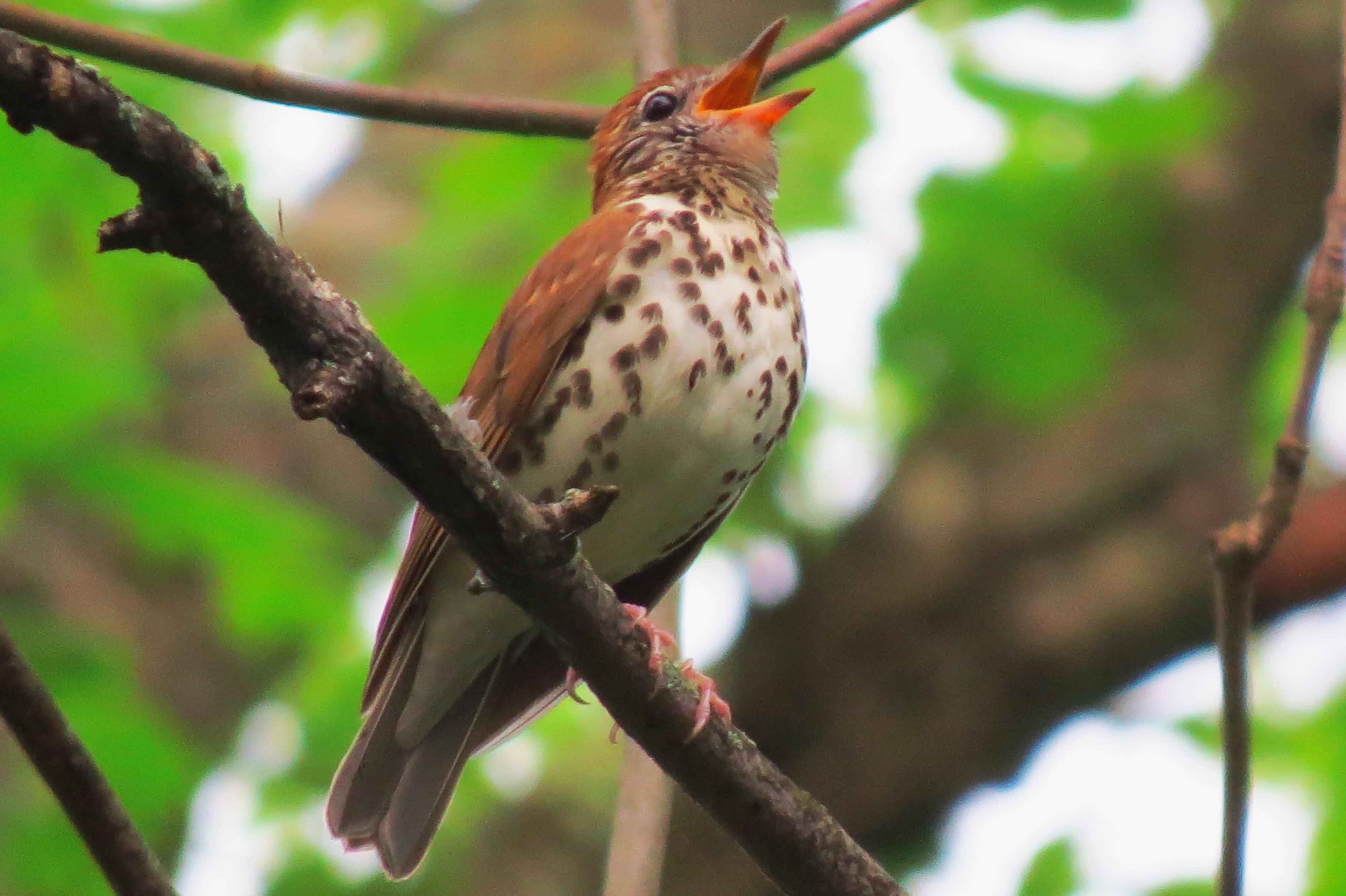 Wood thrush singing spring