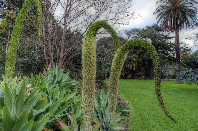 Some agave blossoms are more conspicuous than others.