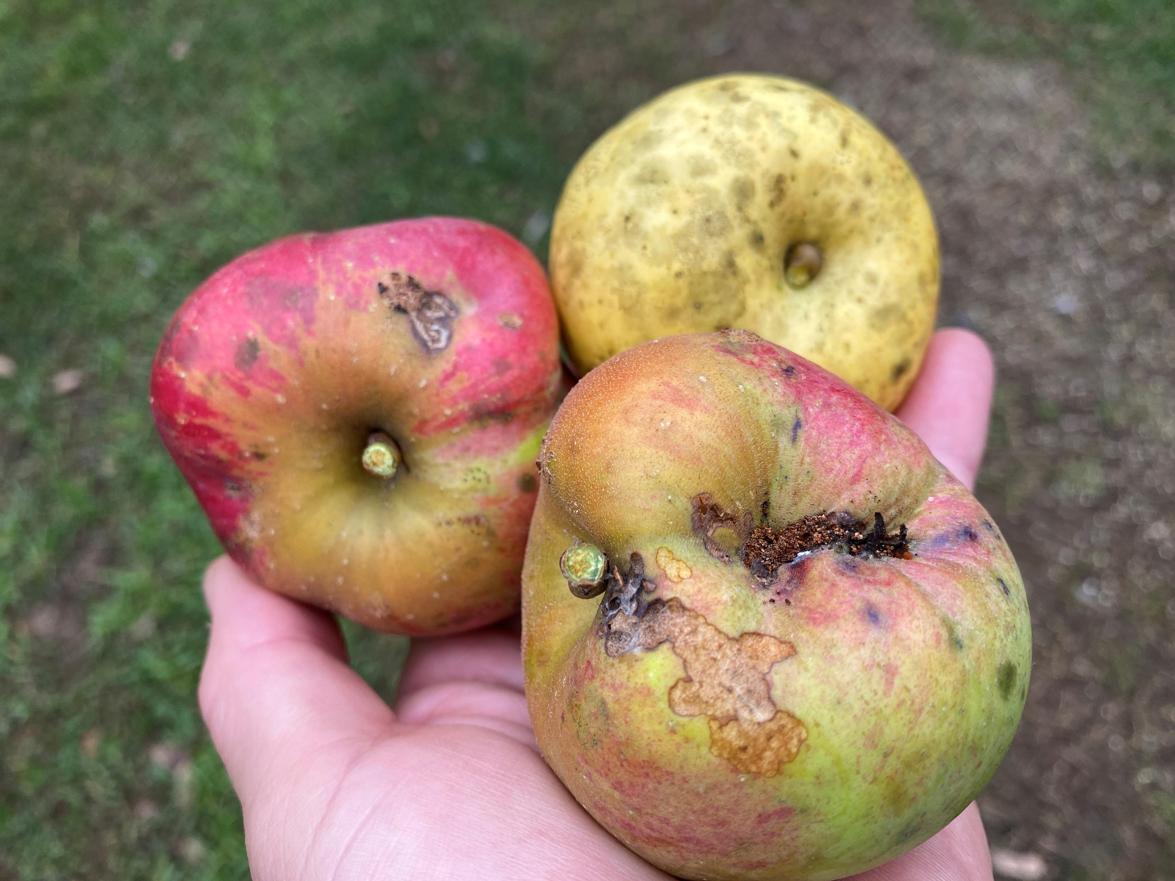 A handful of wild apples with blemishes, and fungal films on skin.