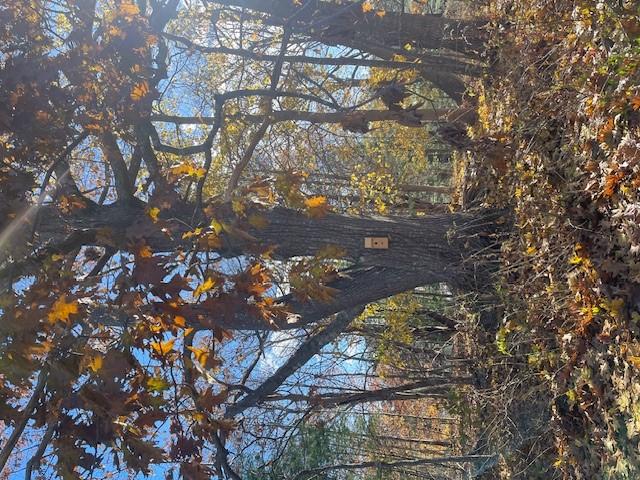 The warm brown of an oak at Creek Farm