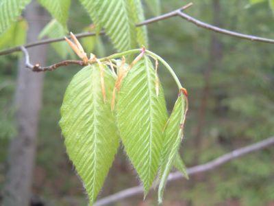 Tender spring Beech leaf. Photo Dave Anderson