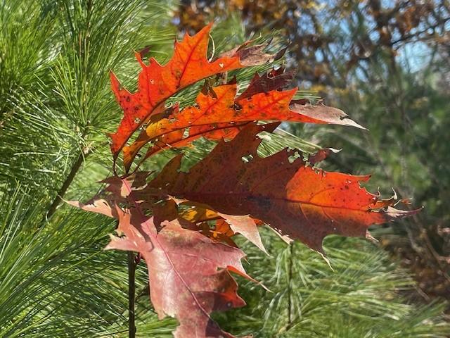 beautiful brown leaves