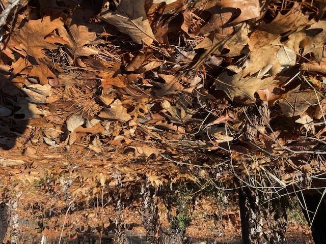 a mixture of browns on the forest floor