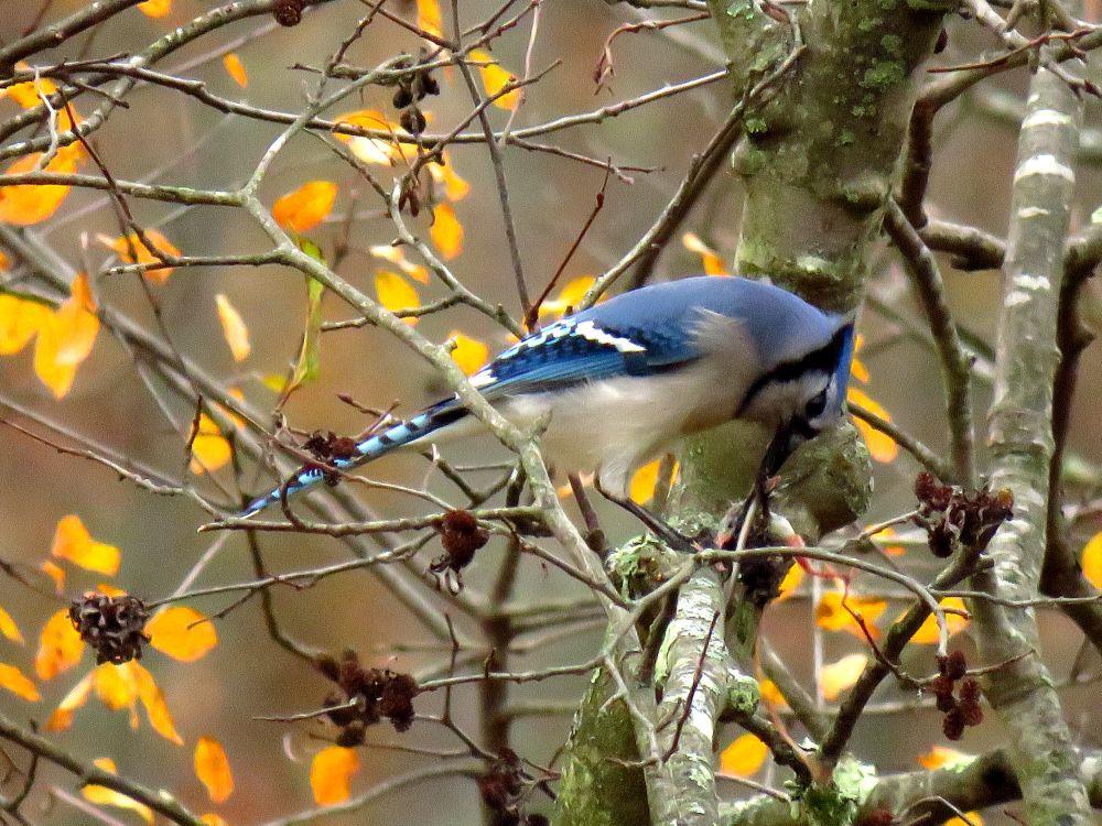 Bright blue jay eats a small dead rodent hung in an alder branch with autumn gold foliage