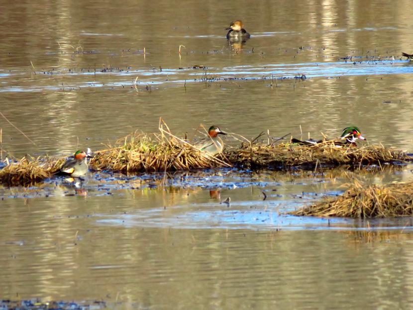 Ducks in the water during early spring in Concord, New Hampshire