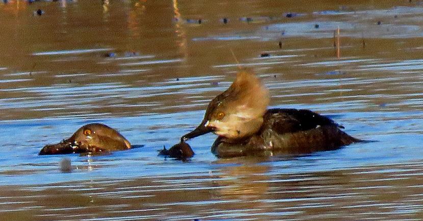 Merganser mid-bite into a fish in Concord, New Hampshire