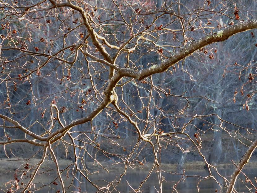 View through the alder branches on the floodplain forest