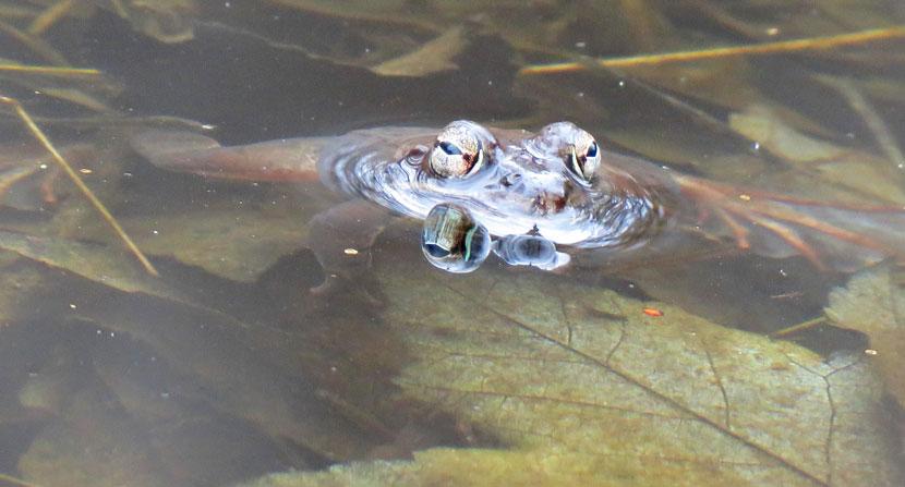 Wood frog