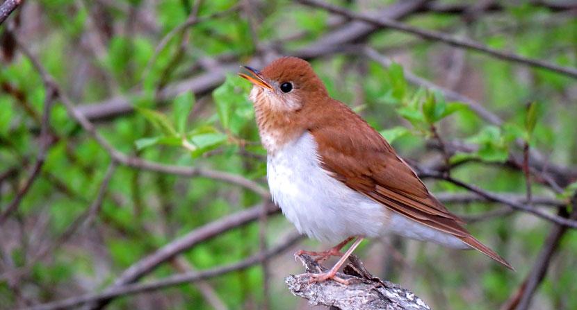 Veery singing during early spring