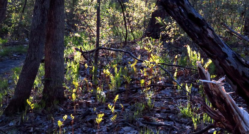 Ferns emerge along the Les Clark Nature Trail at the floodplain