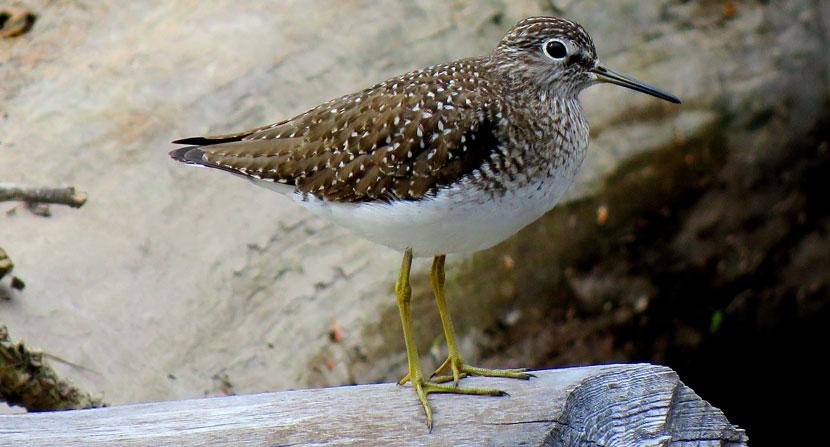 Sandpiper on a log