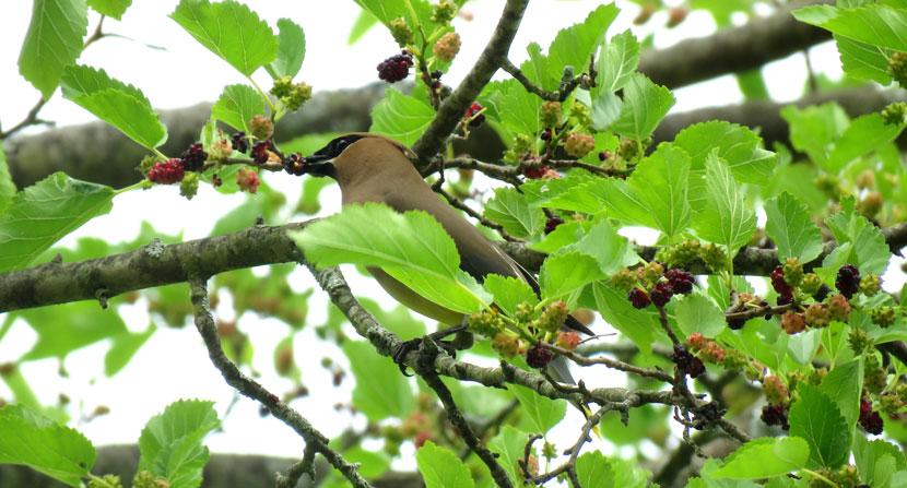 Cedar Waxwing in Mulberry Tree by Ellen Kenny