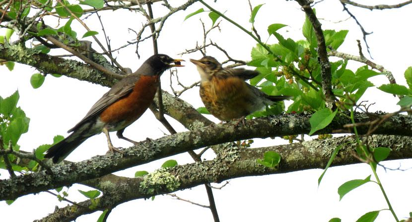 Fledgling robins still beg loudly for food from their parents