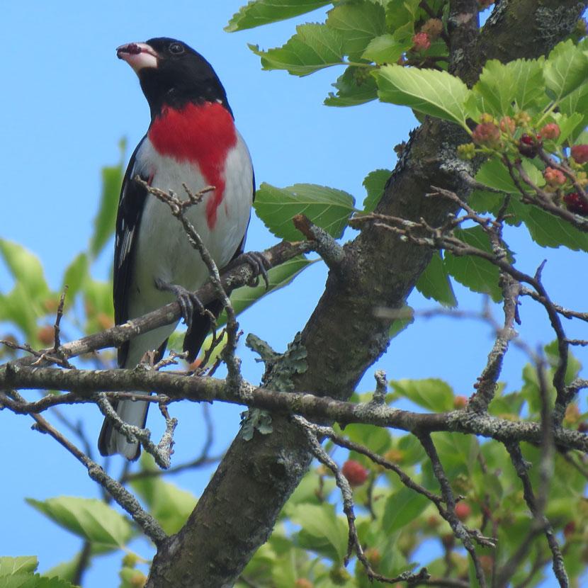 A rose-breasted grosbeak